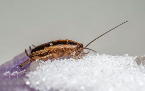 Blatte germanique