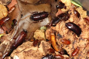 Blatte orientale