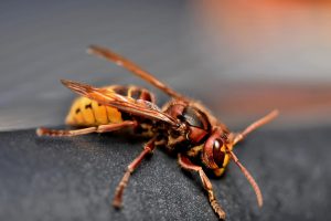 Frelon Européen
