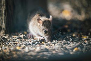 Rat brun