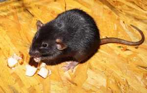 Rat noir