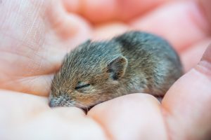 Souris domestique