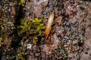 Termites 2