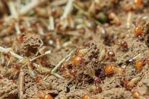 Termites 3