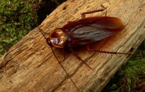 Blatte américaine